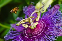 Bee Contemplating a Passion Flower