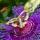 Bee Contemplating a Passion Flower